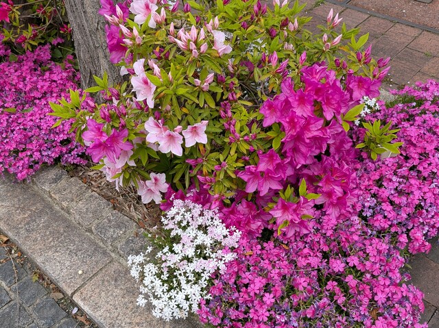 ツツジの花