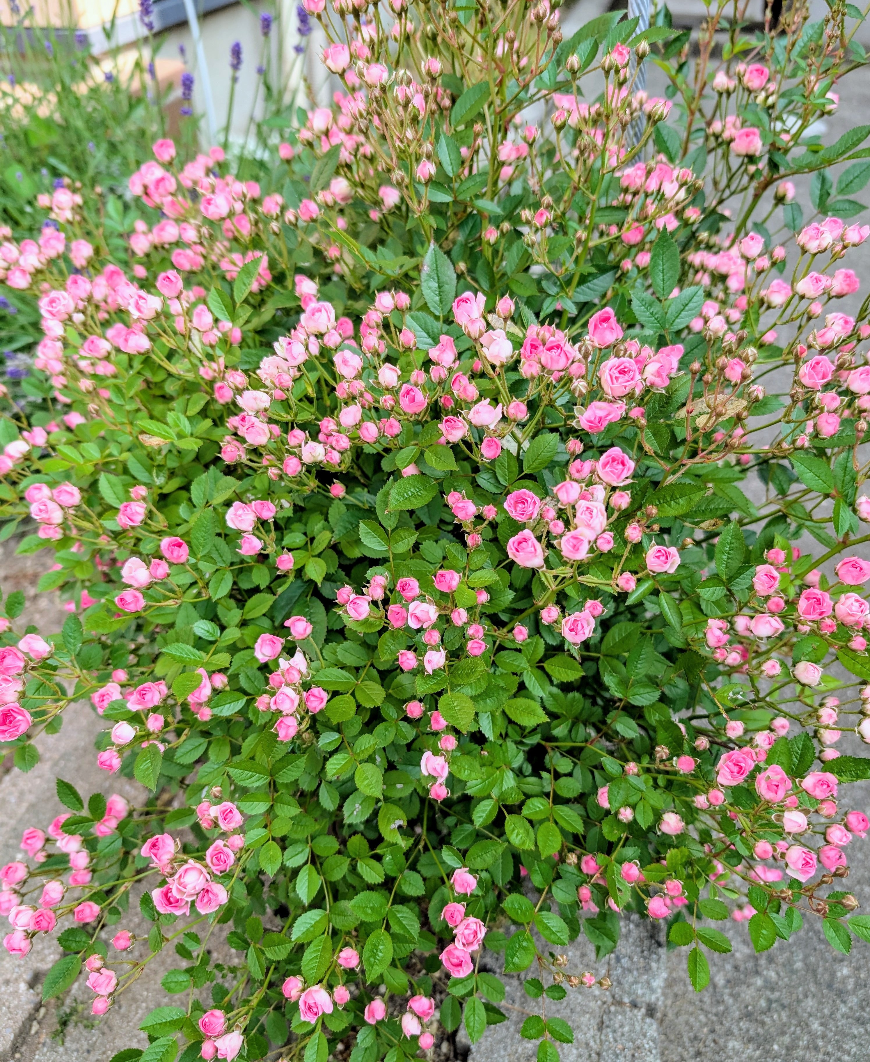 PXL_20250530_231918894_4.jpg